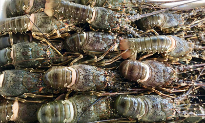Rộ 'giải cứu tôm hùm', giá chỉ từ 495.000 đồng/kg