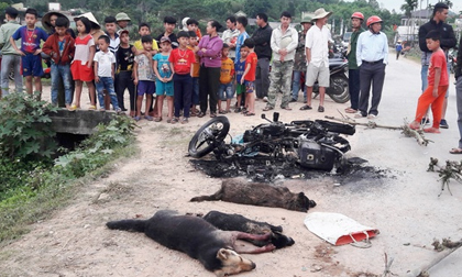 Nghi can trộm chó bị đánh chết