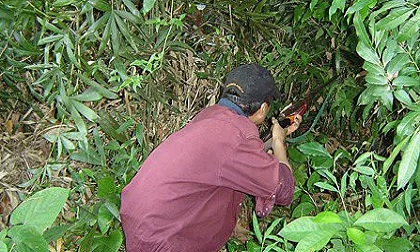 Thợ săn thú rừng chết thảm bên cây súng của mình