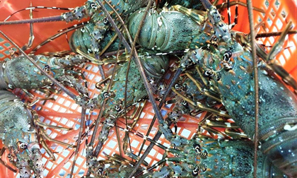 Đại hạ giá tôm hùm xanh 169.000 đồng/con, tôm Alaska 700.000 đồng/kg