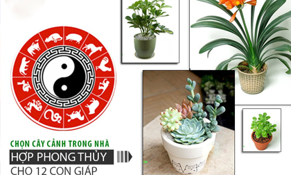 Chọn cây phong thủy 'kích lộc' may mắn của 12 con giáp, tốt cho cả cung tiền tài và tình duyên