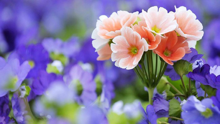 Tuổi Mùi sẽ có những bước tiến mới đổi đời