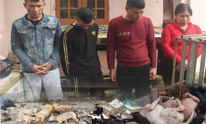 Chiêu đánh bả chuyên nghiệp của nhóm thanh niên gây ra cả trăm vụ trộm chó, mèo