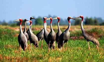 Những địa điểm check-in thơ mộng đẹp nhất nhì xứ sen hồng Đồng Tháp