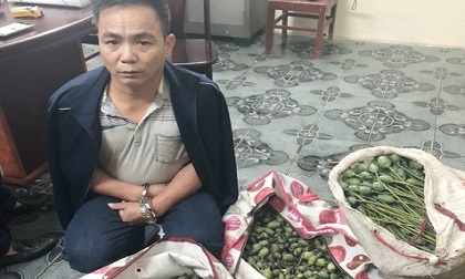 Bắt đối tượng mua hơn 50kg quả thuốc phiện về bán kiếm lời