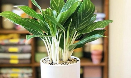 Loài cây phong thủy tích tài tụ lộc, hồi sinh phú quý, có lợi cho công danh thi cử