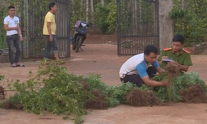 Lời khai bất ngờ của 2 chị em ruột trồng 600 cây cần sa trong rẫy cà phê