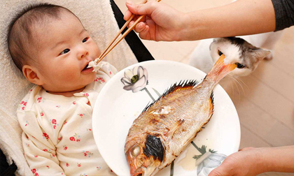 Những loại cá chứa nhiều dinh dưỡng cho trẻ ăn, giúp tăng cường khả năng miễn dịch