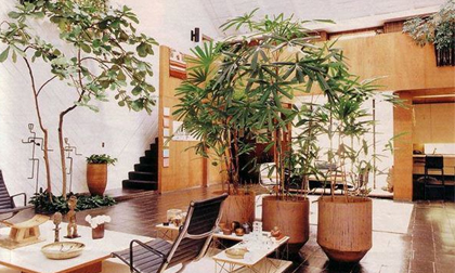 4 vị trí trong nhà nên đặt cây phong thủy để tăng tài vượng lộc, xua đuổi vận đen