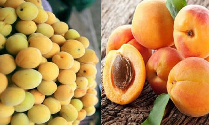4 loại thực phẩm đầu bảng có thể giúp giảm nguy cơ mắc ung thư, ai cũng nên ăn mỗi ngày