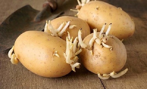 Sai lầm khi ăn khoai tây