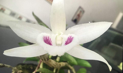 Những cây lan tiền tỷ của đại gia Việt, ly kỳ nhất là cây 300.000 đồng bán được 600 triệu