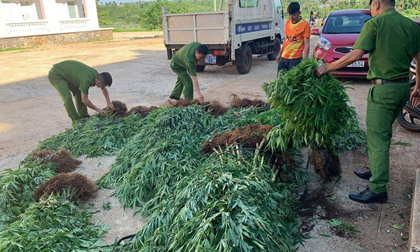 Trồng hơn 1 ha cây cần sa để… cho gà ăn!