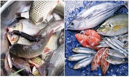 Cá tốt cho sức khỏe nhưng 5 nhóm người chớ ăn kẻo rước bệnh