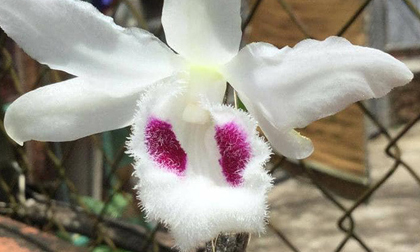 Chậu lan Huyền thoại Bướm đại ngàn vừa chốt giá 15 tỷ đồng, 'khủng' nhất Việt Nam?