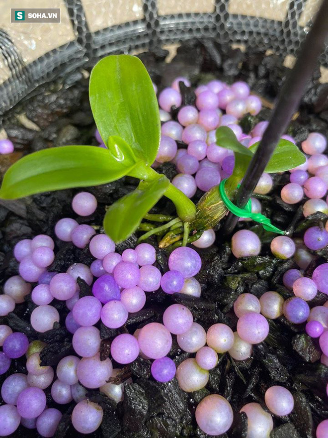 Chậu lan Huyền thoại Bướm đại ngàn vừa chốt giá 15 tỷ đồng, 'khủng' nhất Việt Nam?