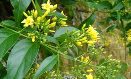Ăn nhầm lá ngón, 3 người chết