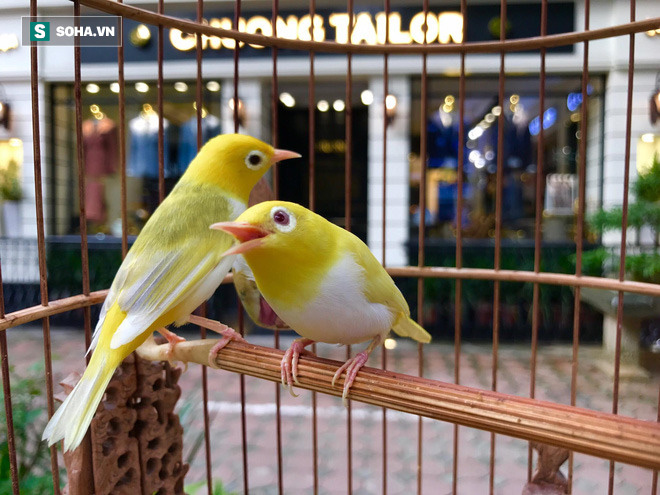 Những thú chơi 'bình dân' giá bạc tỷ thỏa mãn giới đại gia Việt Nam