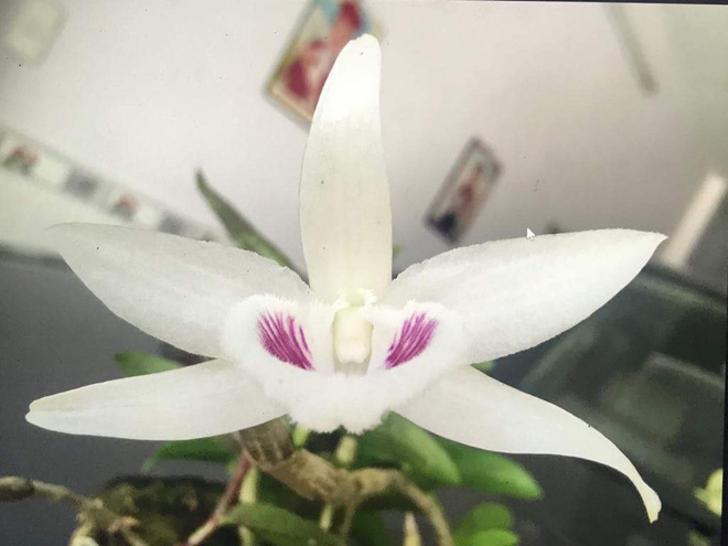 Những thú chơi 'bình dân' giá bạc tỷ thỏa mãn giới đại gia Việt Nam - 2
