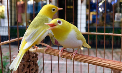 Những thú chơi 'bình dân' giá bạc tỷ thỏa mãn giới đại gia Việt Nam
