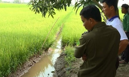 Dùng điện bẫy chuột, 2 người tử vong dưới ruộng lúa
