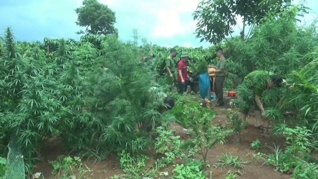 Lại phát hiện thêm một gia đình trồng 78 cây cần sa để nuôi gà