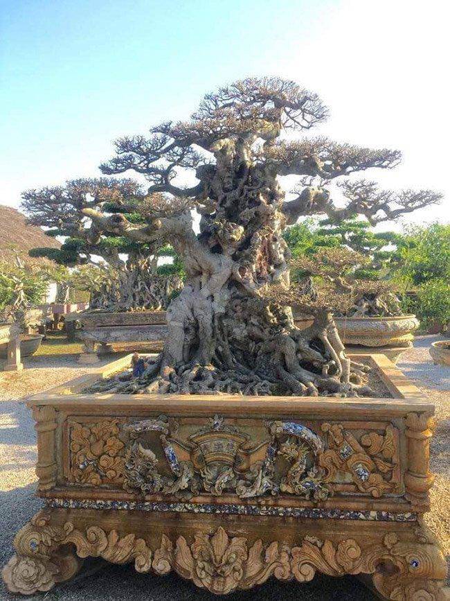 Anh bán hàng rong kiếm 20 nghìn mỗi ngày thành đại gia chi 16 tỷ mua cây cảnh 'khủng' - 1