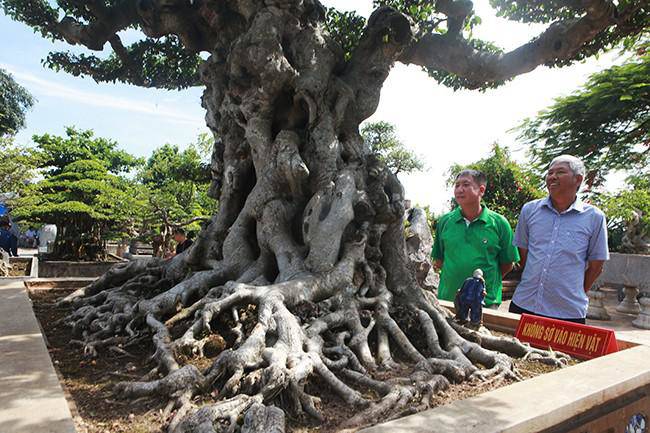 Anh bán hàng rong kiếm 20 nghìn mỗi ngày thành đại gia chi 16 tỷ mua cây cảnh 'khủng' - 2