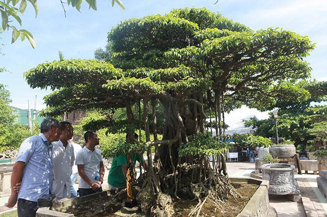 Anh bán hàng rong kiếm 20 nghìn mỗi ngày thành đại gia chi 16 tỷ mua cây cảnh 'khủng' - 4