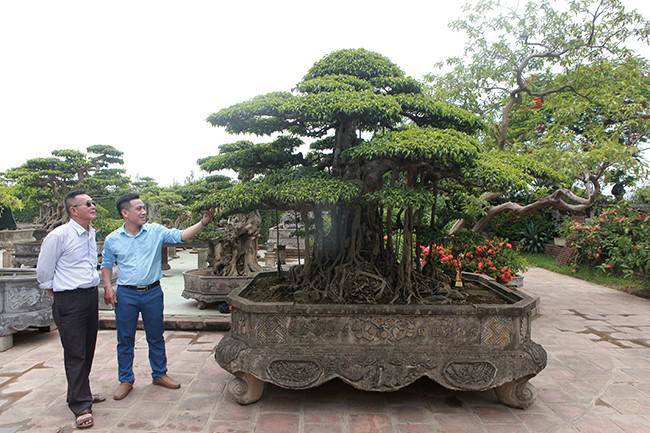 Anh bán hàng rong kiếm 20 nghìn mỗi ngày thành đại gia chi 16 tỷ mua cây cảnh 'khủng' - 5