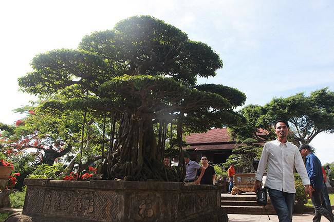Anh bán hàng rong kiếm 20 nghìn mỗi ngày thành đại gia chi 16 tỷ mua cây cảnh 'khủng' - 6