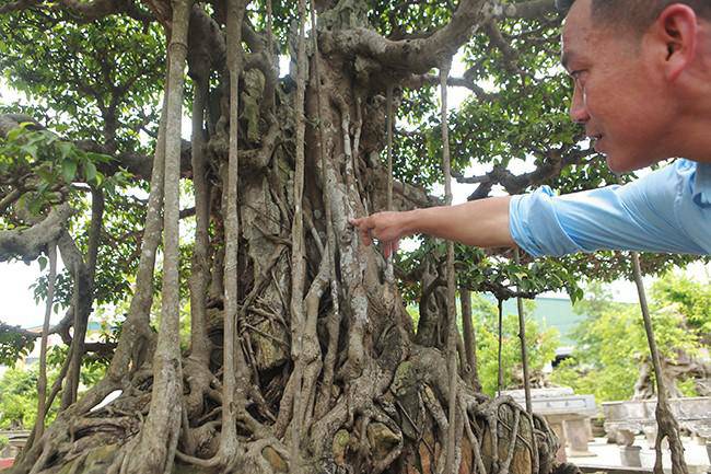 Anh bán hàng rong kiếm 20 nghìn mỗi ngày thành đại gia chi 16 tỷ mua cây cảnh 'khủng' - 7