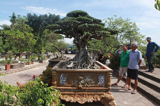 Anh bán hàng rong kiếm 20 nghìn mỗi ngày thành đại gia chi 16 tỷ mua cây cảnh 'khủng' - 8