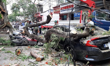 Cây cổ thụ đè trúng nhiều ôtô, xe máy ở Hải Phòng
