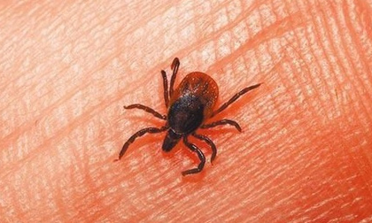 Chủng virus mới khiến 7 người Trung Quốc tử vong