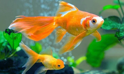 Nuôi 3 loại cá phong thủy này gia chủ luôn giàu có, tiền bạc 'ào ạt' đổ vào nhà
