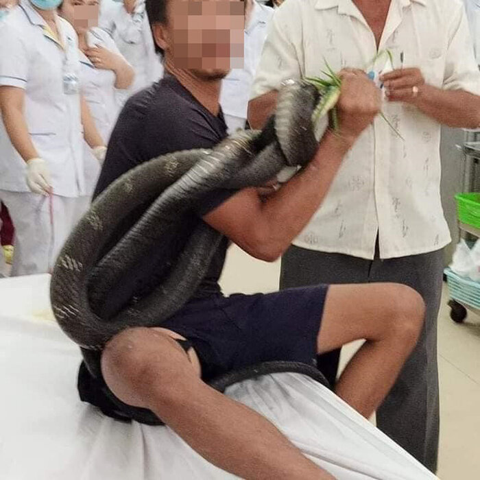 Người đàn ông mang rắn hổ mang đến bệnh viện sau khi bị cắn: Tình hình sức khỏe diễn biến phức tạp