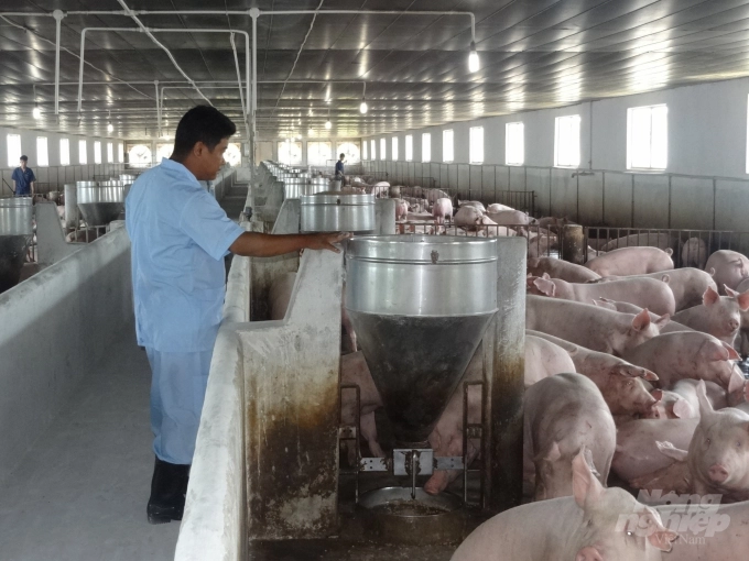 Giá thịt lợn hơi giảm xuống dưới 80.000 đồng/kg