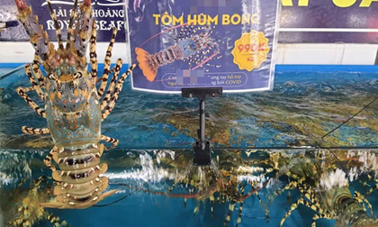 Tôm hùm rớt giá chưa từng có