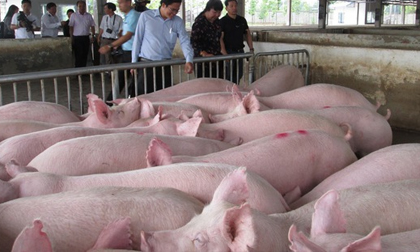 Chưa hết tháng ăn chay, giá thịt heo đã tăng trở lại