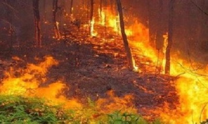 Hỏa hoạn thiêu rụi gần 10 ha rừng tại Vĩnh Phúc