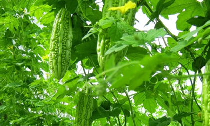 Những loại rau bà bầu dù thèm đến mấy cũng không nên ăn, tránh sảy thai