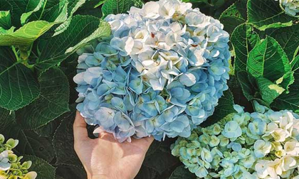 Mẹ bầu phải tránh xa ngay 3 loại hoa quen thuộc này nếu không muốn thai nhi bị dị tật