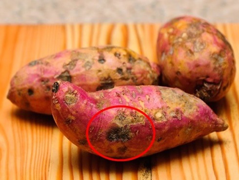 2 mẹ con tử vong sau 3 tháng phát hiện ung thư, bác sĩ nói 'thủ phạm' chính là món cháo mà họ ăn hàng ngày - 2