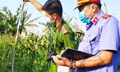 Trồng hàng trăm cây cần sa để… nuôi gia súc