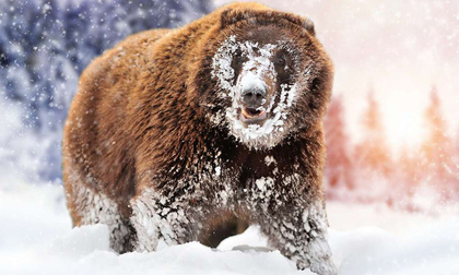 'Cocaine Bear': Chuyện về chú gấu đen đủi ăn hết hơn 30 cân ma túy, những gì xảy ra sau đó đã đi vào huyền thoại