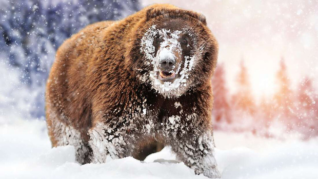 'Cocaine Bear': Chuyện về chú gấu đen đủi ăn hết hơn 30 cân ma túy, những gì xảy ra sau đó đã đi vào huyền thoại