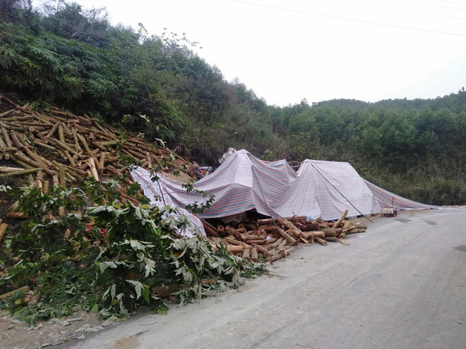 Tai nạn 7 người tử vong ở Thanh Hóa: Nhiều tấn gỗ keo trên xe tràn qua đè bẹp cabin, khiến các nạn nhân mắc kẹt - Ảnh 4.