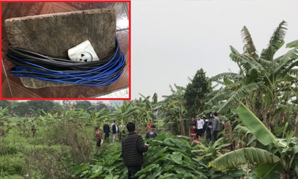 Bẫy chuột bằng điện làm chết người, chủ ruộng bị khởi tố