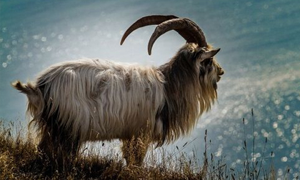 Từ canh ba ngày 1/5: Con giáp này “hô mưa gọi gió” muốn nhà có nhà, muốn xe có xe, phú quý hết năm